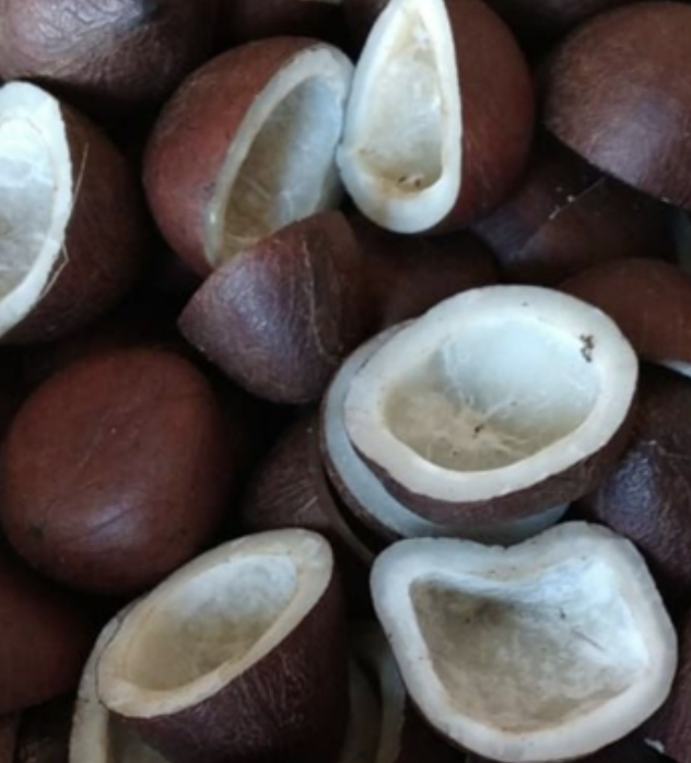 Sun-dried copra coconut meat for oil extraction