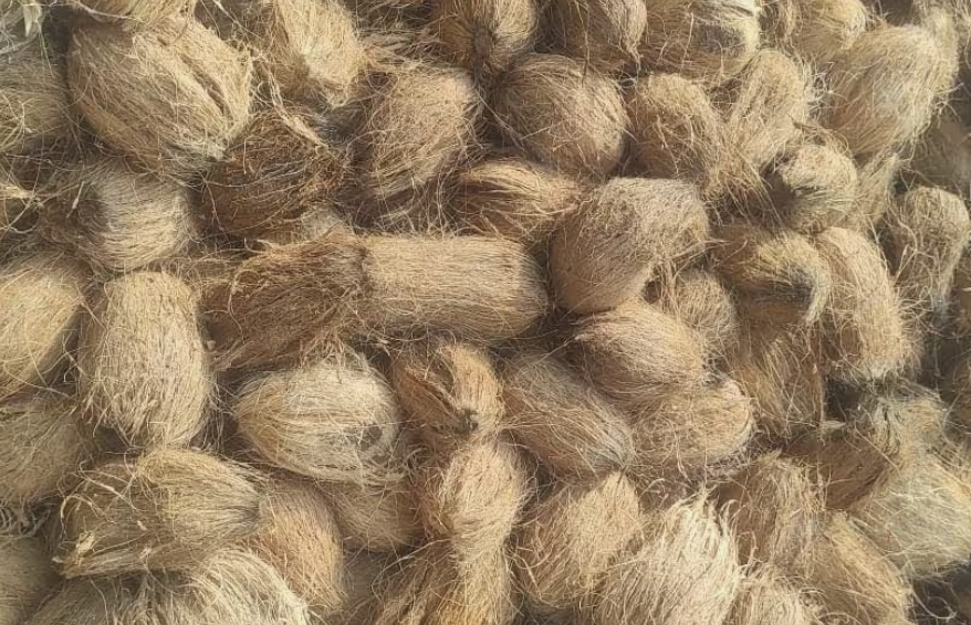 Semi-husked coconuts with thin protective husk layer for export